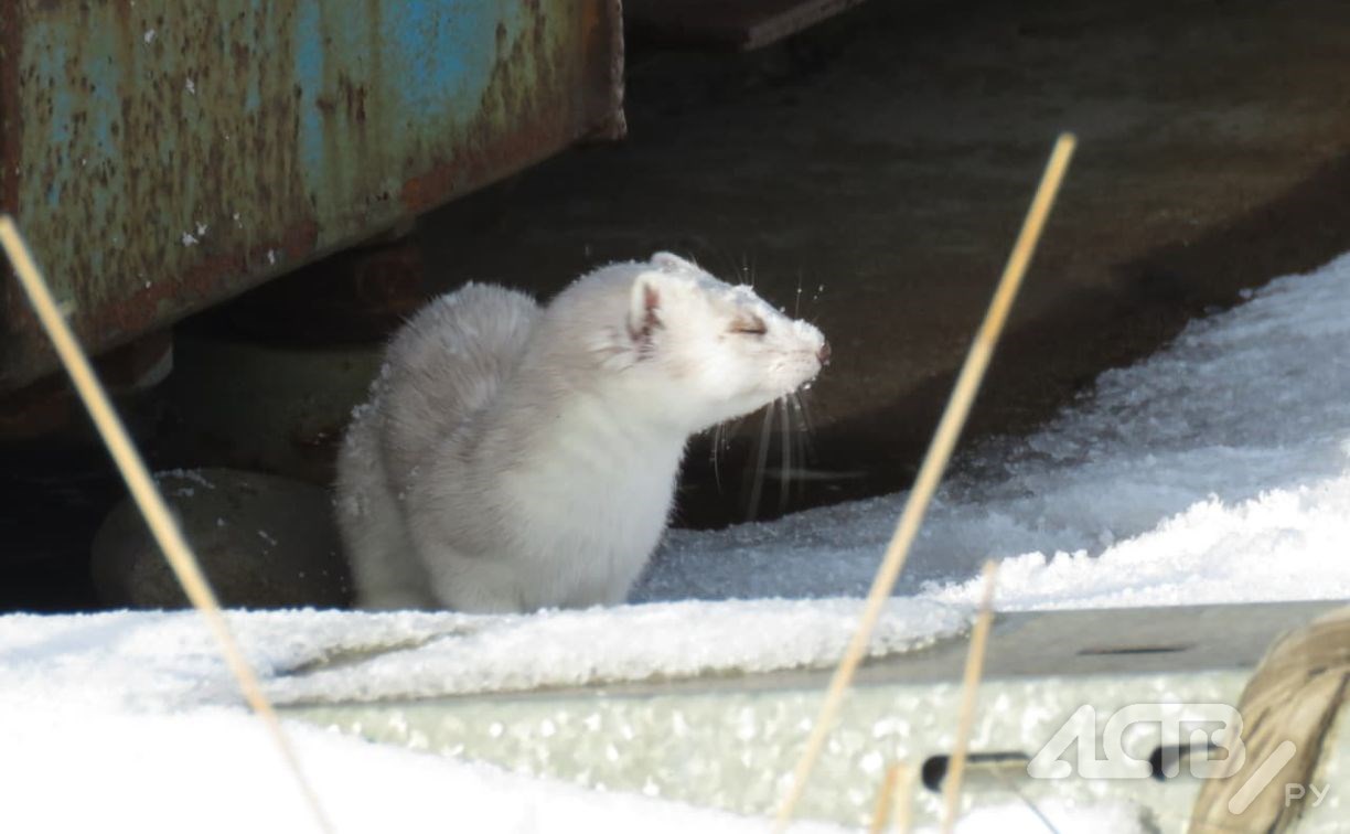 Утка на Рогатке, фазан-"школьник" и смешной хомяк: сахалинцы запечатлели интересных животных 