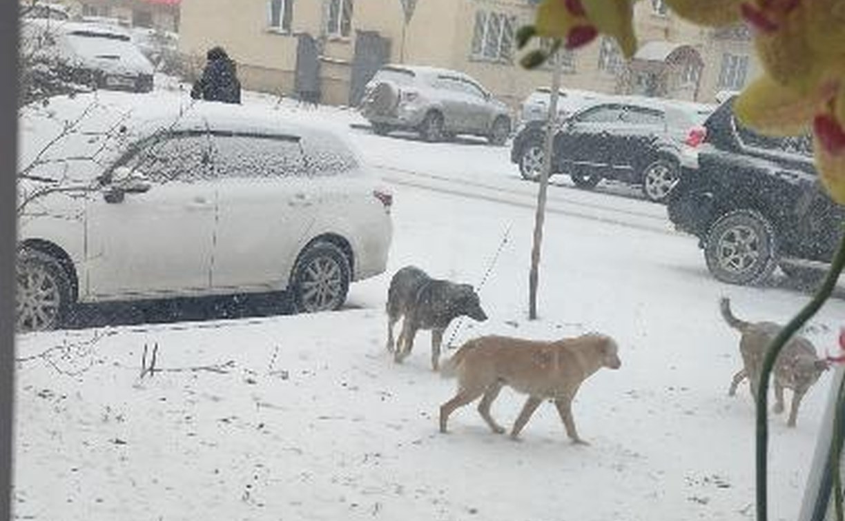 "Пропали все коты, расплодились крысы": в центре Южно-Сахалинска собаки сбились в стаю и пугают людей