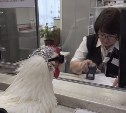 Россияне понесли кур в МФЦ из-за новых правил учёта домашней птицы