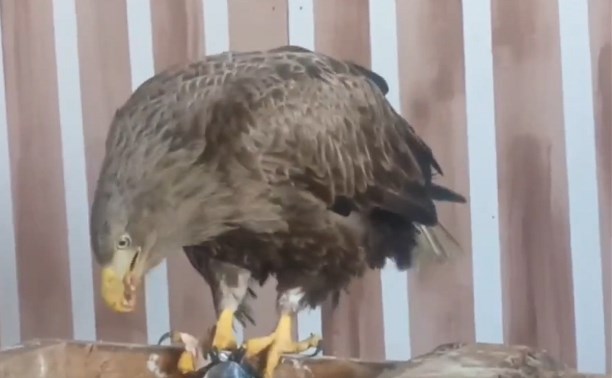 Орлана-белохвоста на Сахалине после лечения выпустили в дикую природу