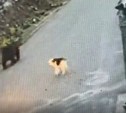 "Гроза косолапых": на Курилах собака Жуля отогнала медведя от купающихся в ванночках туристов  