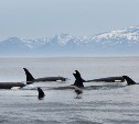 На Кунашире впервые зафиксированы плотоядные косатки и редкий малый плавун
