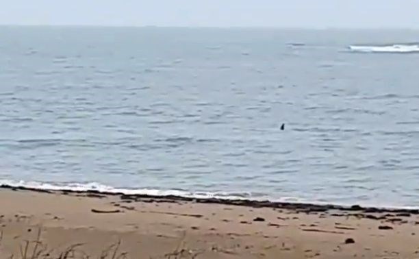 Рыбаки заметили косатку возле берега в Охотском