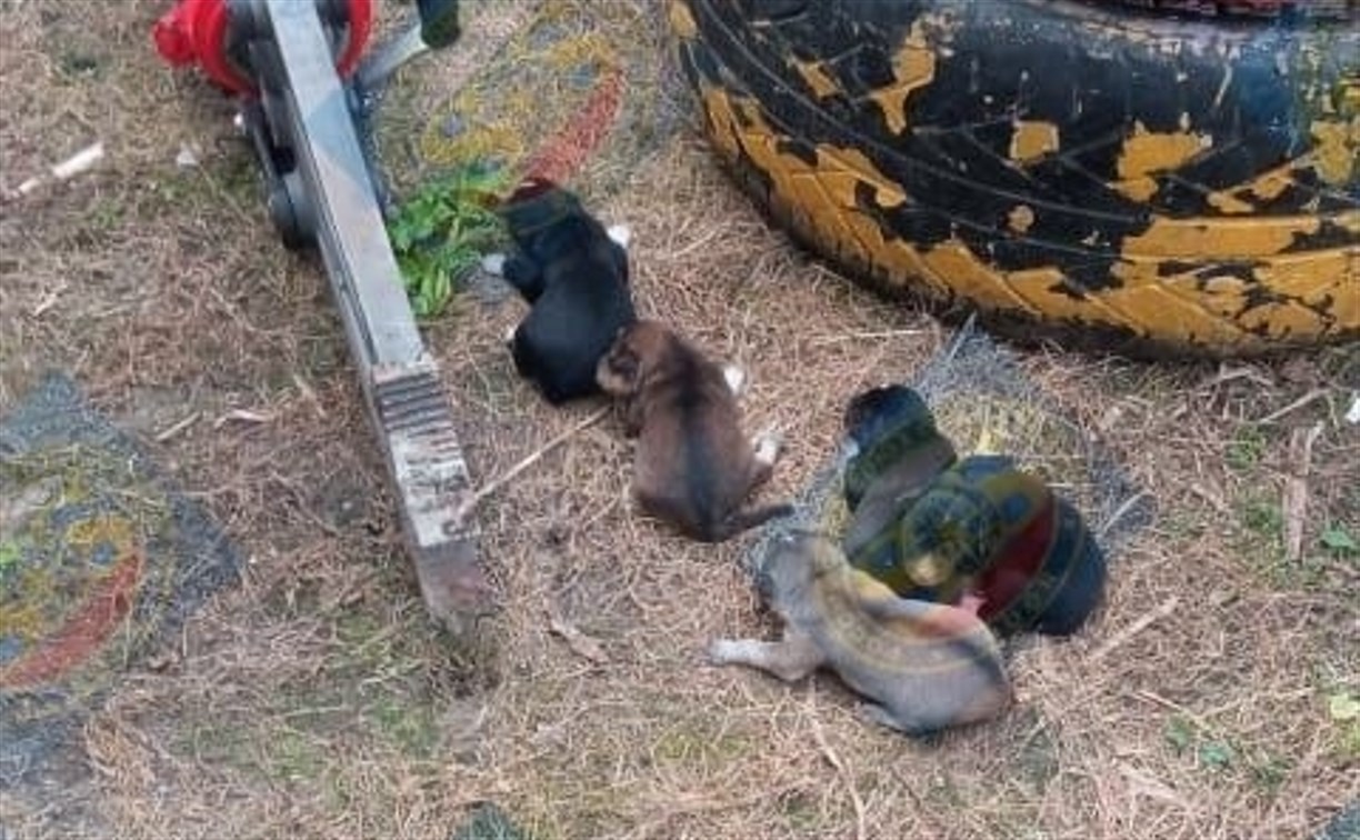 В Южно-Сахалинске спасли щенков, которые застряли под теплотрассой
