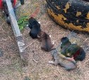 В Южно-Сахалинске спасли щенков, которые застряли под теплотрассой