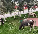 Коровы в Южно-Курильске нагуляли 32 500 рублей штрафов для своих хозяев