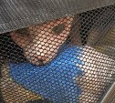 Зоозащитники нашли хозяйку сахалинского сфинкса-двойника