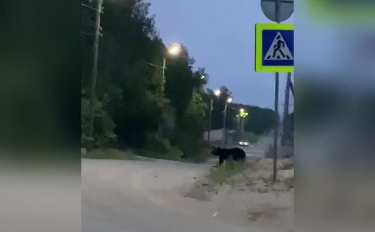 Лесничие проверяют факт появления медведя в селе на Сахалине
