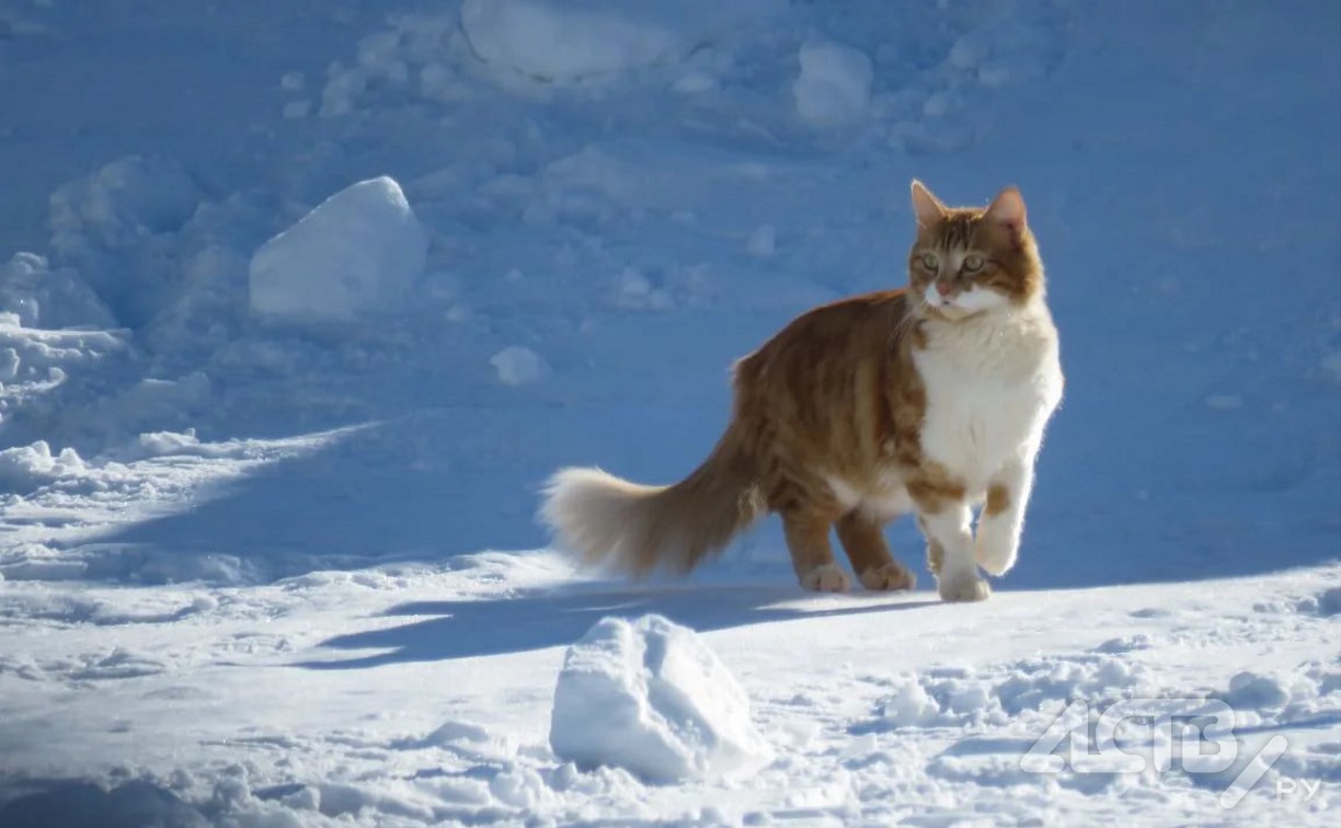 Потепление до 0 градусов ждут на юге Сахалина 17 февраля