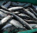 Рыбаки могут не успеть выловить 180 тысяч тонн охотской сельди до конца года 