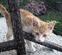 Первомай принесет в Сахалинскую область похолодание и дожди