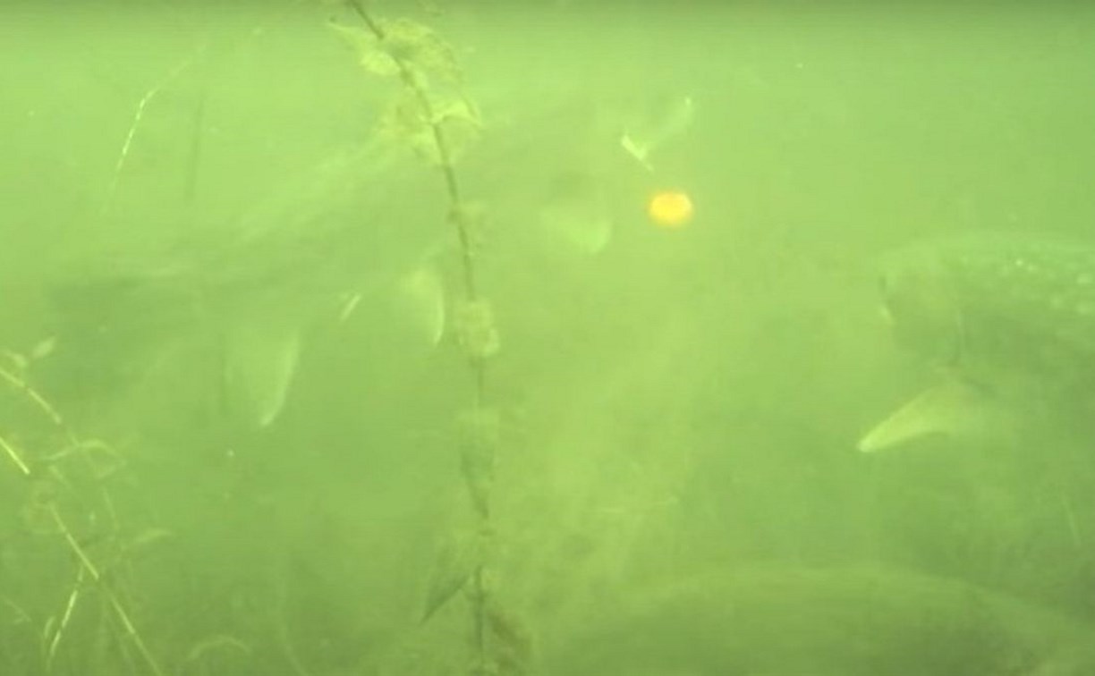 Сахалинцы показали на видео, что происходит подо льдом во время зимней рыбалки