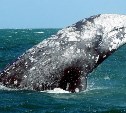 Глава Минприроды поручил усилить охрану серых китов у берегов Сахалина