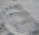 Рядом с Ногликами заметили следы медведя