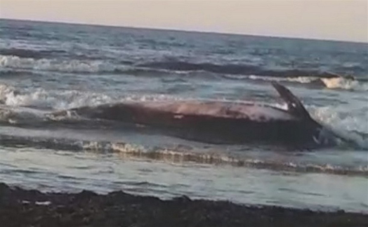 В заливе Мордвинова кита выбросило на берег