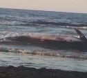 В заливе Мордвинова кита выбросило на берег