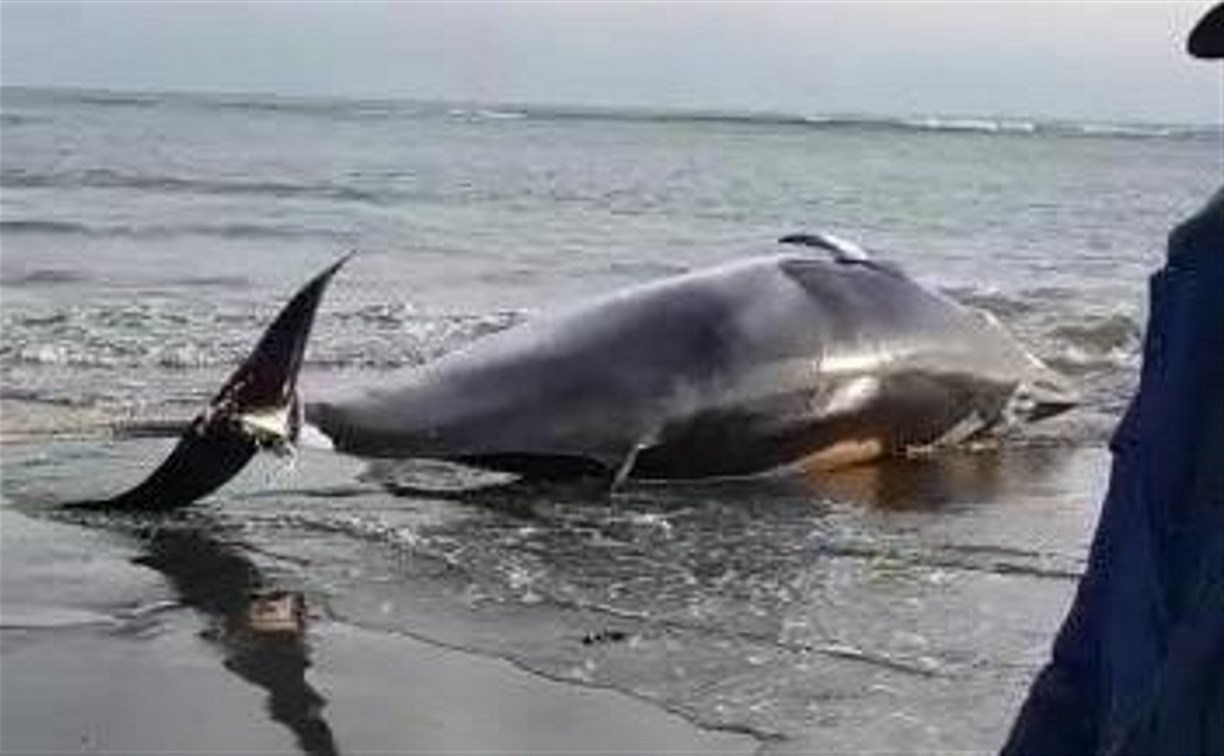 Мертвого кита вытащили на берег в Макаровском районе