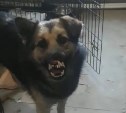 Сахалинские зоозащитники потеряли "очень доброго пса", который перегрыз арматуру, чтобы сбежать
