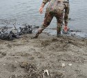 "Жуткие кадры": сотни буревестников прямо сейчас гибнут в браконьерских рыбацких сетях на Сахалине