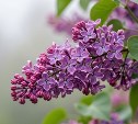 На Сахалине дожди и пасмурно, а на Курилах до +13 °C: прогноз погоды для региона на 29 мая