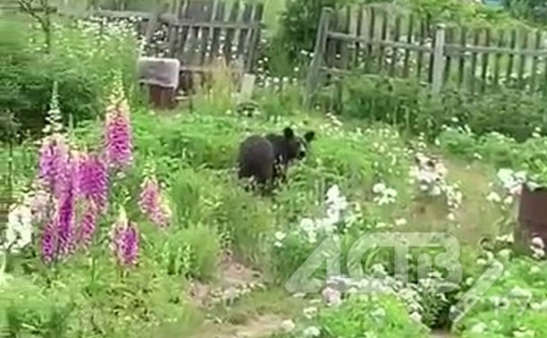Лопоухий медведь ворвался на дачу к сахалинке и съел клубнику