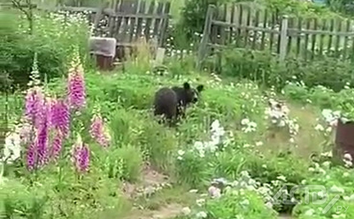 Лопоухий медведь ворвался на дачу к сахалинке и съел клубнику