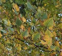 Воздух прогреется до +17°: уточнённый прогноз для Сахалинской области на 10 октября