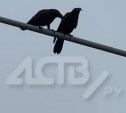 Забавное из Корсакова: две вороны "поссорились" из-за наклейки на фонарном столбе