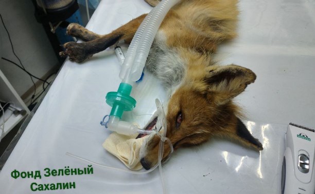 Покалеченный лис с капканом на лапе пришёл за помощью к людям на Сахалине