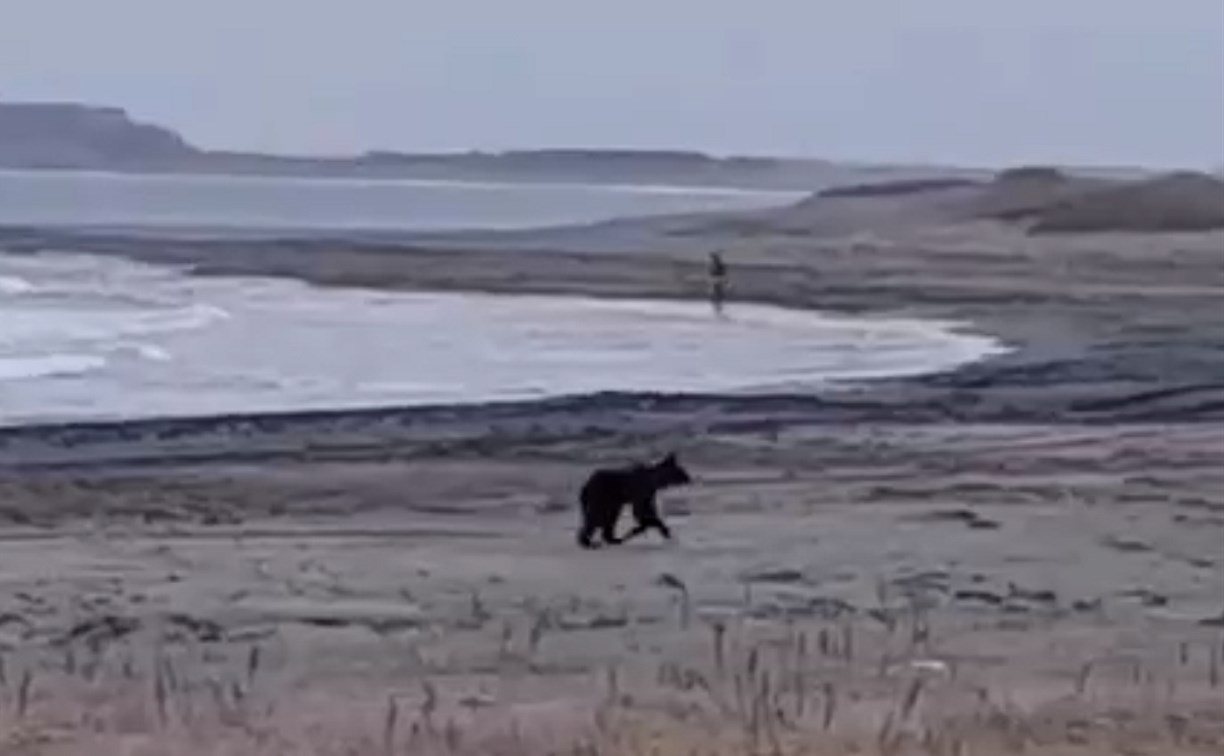 Очевидцы: медведь по берегу погнался за бегуном в Южно-Курильске