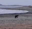 Очевидцы: медведь по берегу погнался за бегуном в Южно-Курильске