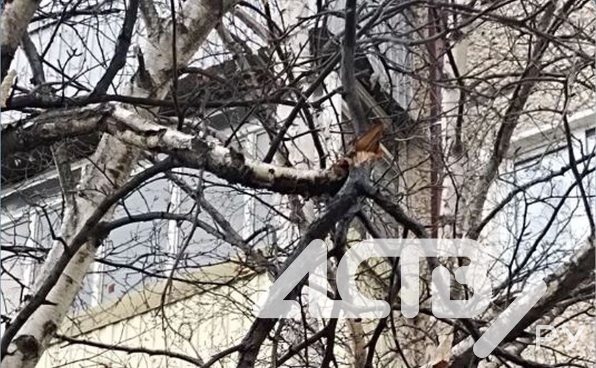 Жители Южно-Сахалинска просят спасти русскую березку, истекающую соком на тротуар