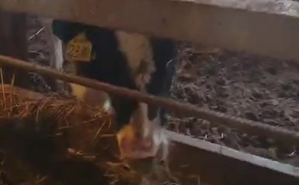 Накормили, напоили: истощённый скот с костромской фермы на Сахалине идёт на поправку