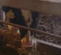Накормили, напоили: истощённый скот с костромской фермы на Сахалине идёт на поправку