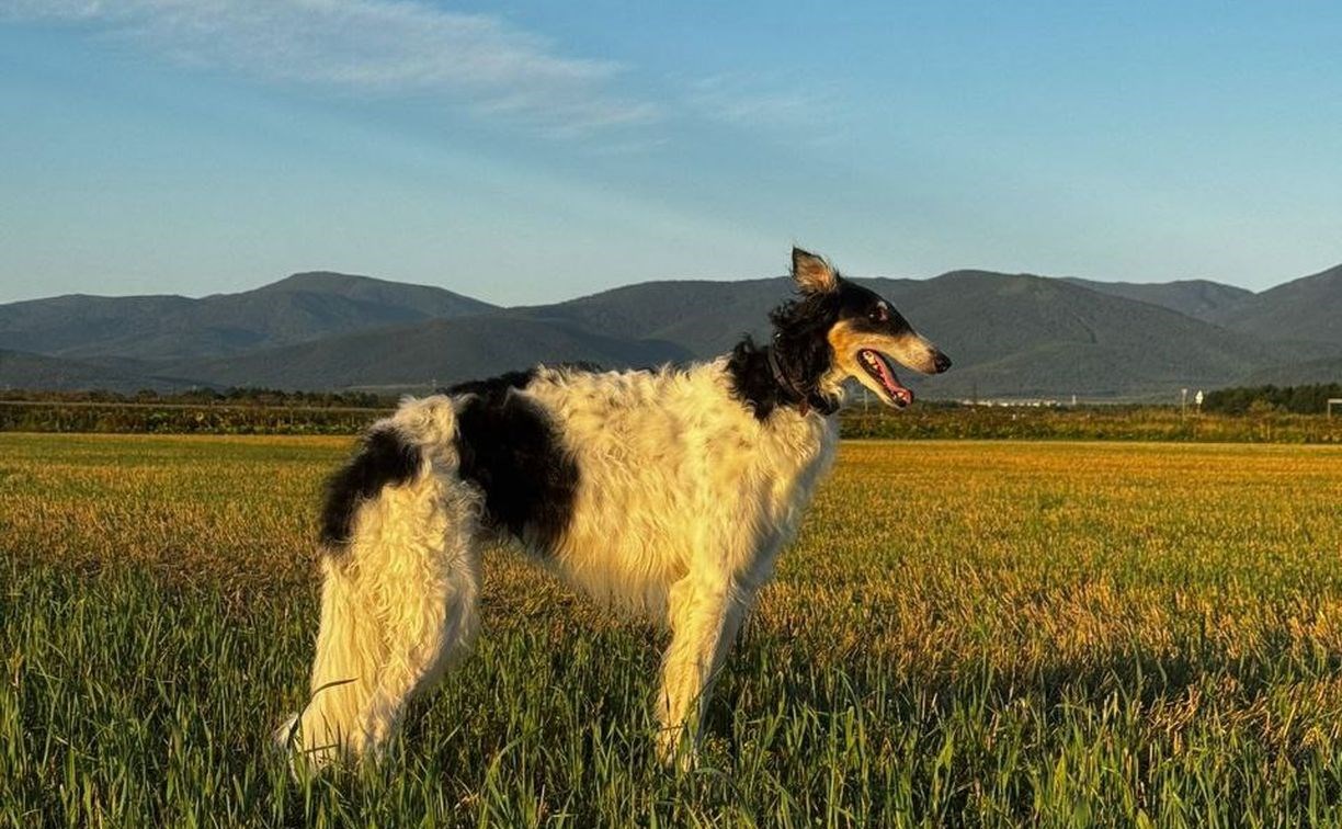 Трагическая случайность: домашний пёс, оказавшись на улице, не сориентировался и попал под машину