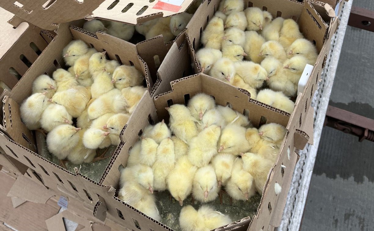 Почти 90 тысяч цыплят чартерным рейсом прилетели на Сахалин