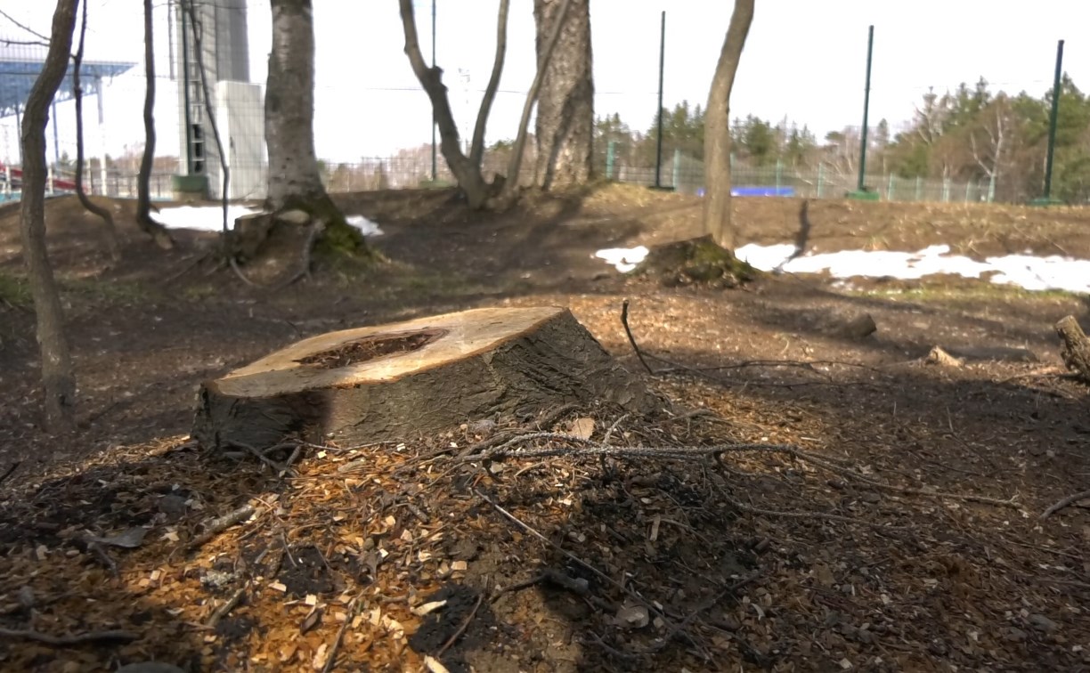 Специальная комиссия выяснит, какие деревья спилили в парке Южно-Сахалинска