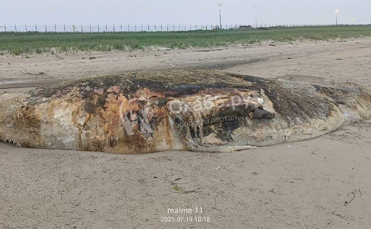 Разлагающееся морское животное заметили на сахалинском побережье
