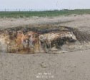 Разлагающееся морское животное заметили на сахалинском побережье