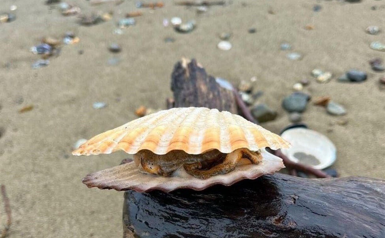 Нелегальных добытчиков морского гребешка на Сахалине задержали на месте преступления 