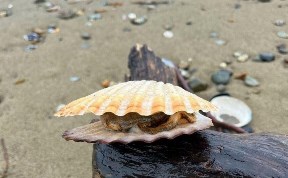 Происшествия