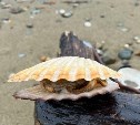 Нелегальных добытчиков морского гребешка на Сахалине задержали на месте преступления 