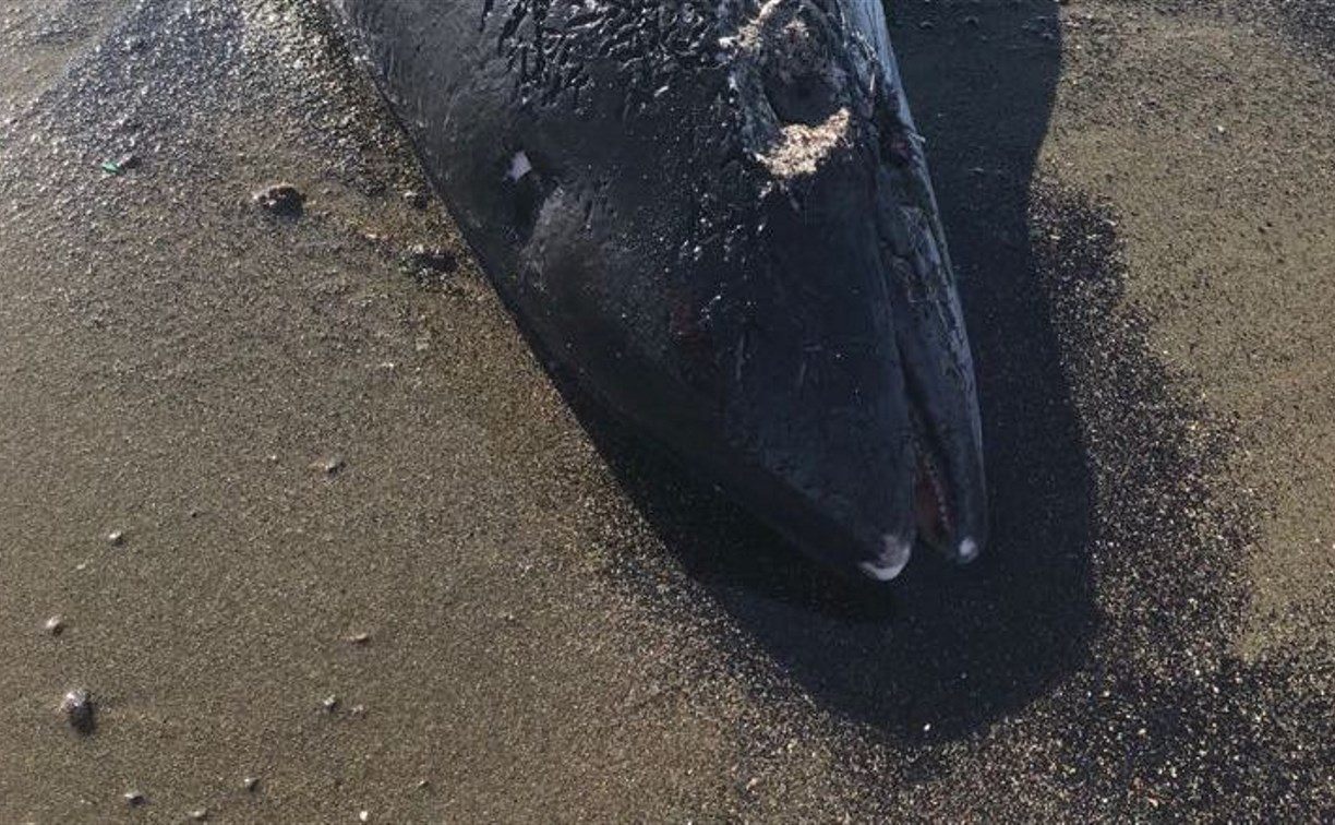 Детеныша дельфина выбросило на берег моря в Холмском районе