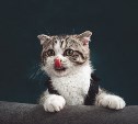 Котики отправятся за решетку: в РФ хотят разрешить заключенным заводить питомцев