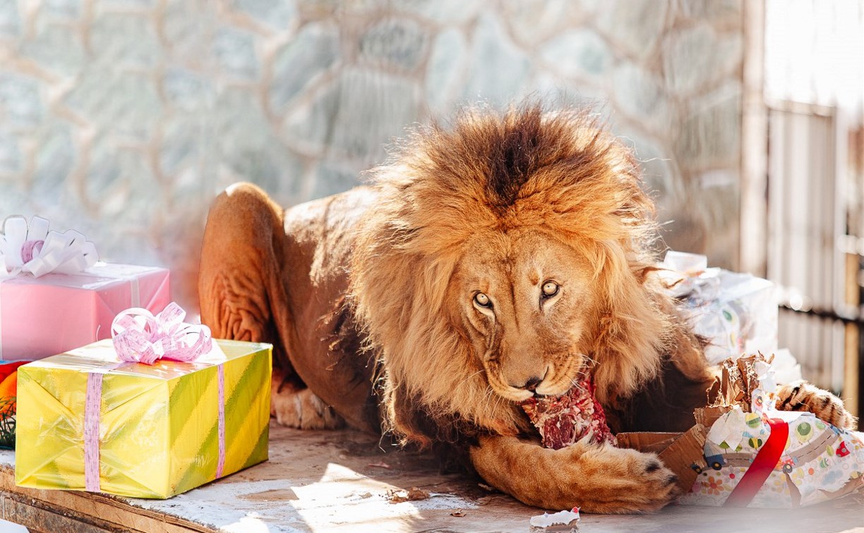 В Южно-Сахалинске отметят 17-летие льва Лорда