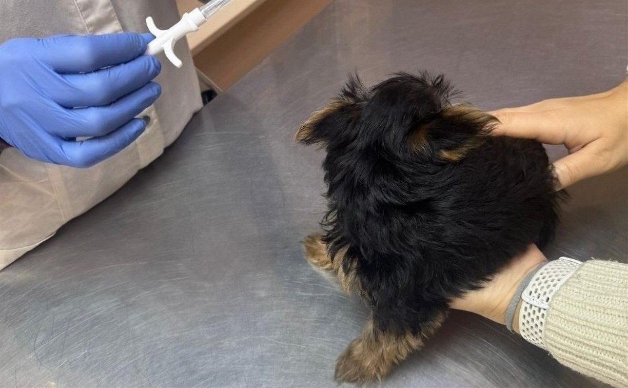 Больше 30 тысяч домашних животных зарегистрировали на Сахалине