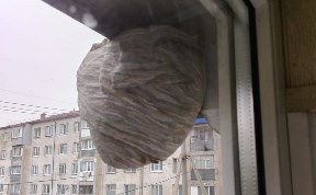 Происшествия