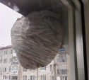 "Помогите кто-нибудь": гигантский улей свили осы за окном у жительницы Южно-Сахалинска 