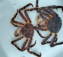 Во время проверки сахалинской партии краба почти в 100 тонн во Владивостоке нашли нарушения