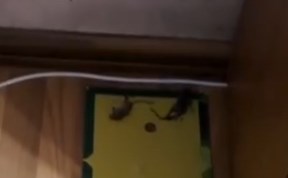 Общество